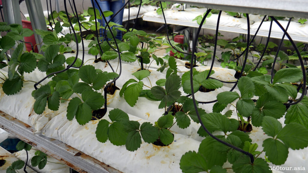 micro drip irrigation tubings to each strawberry plant