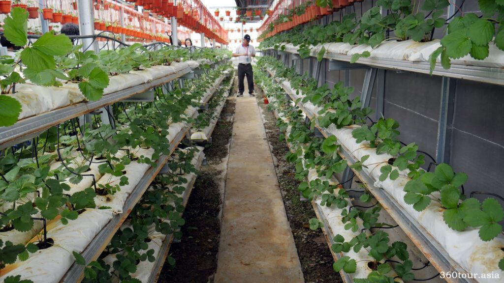  rows of strawberry plants