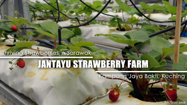 古晋Jantayu草莓农场