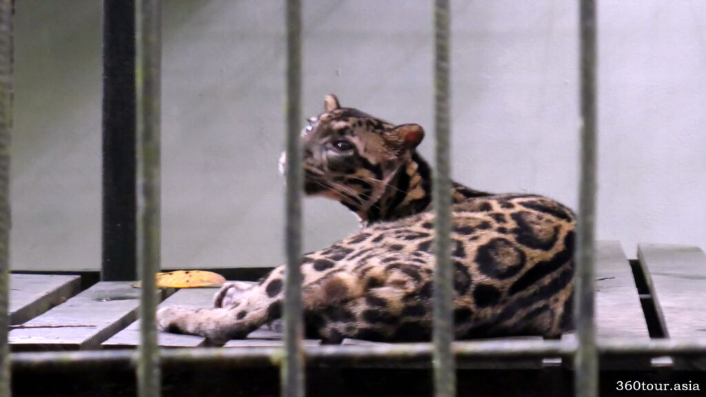 The Clouded Leopard