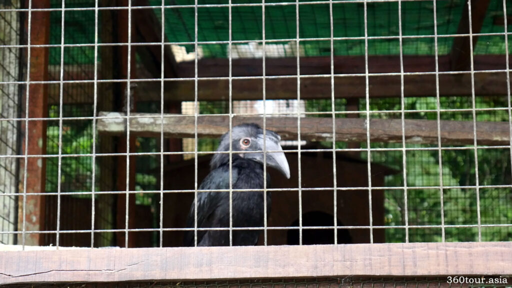 The Black Hornbill