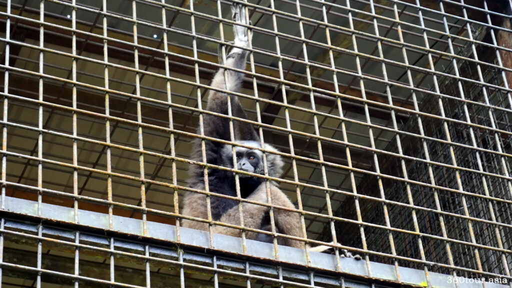 The Bornean Gibbon