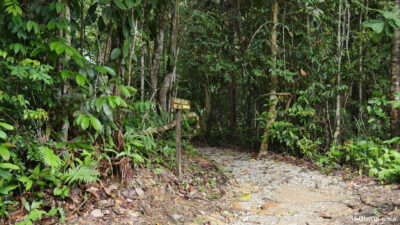 The trail continues into the forest