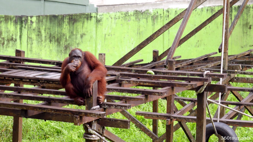 The orangutan on the platform