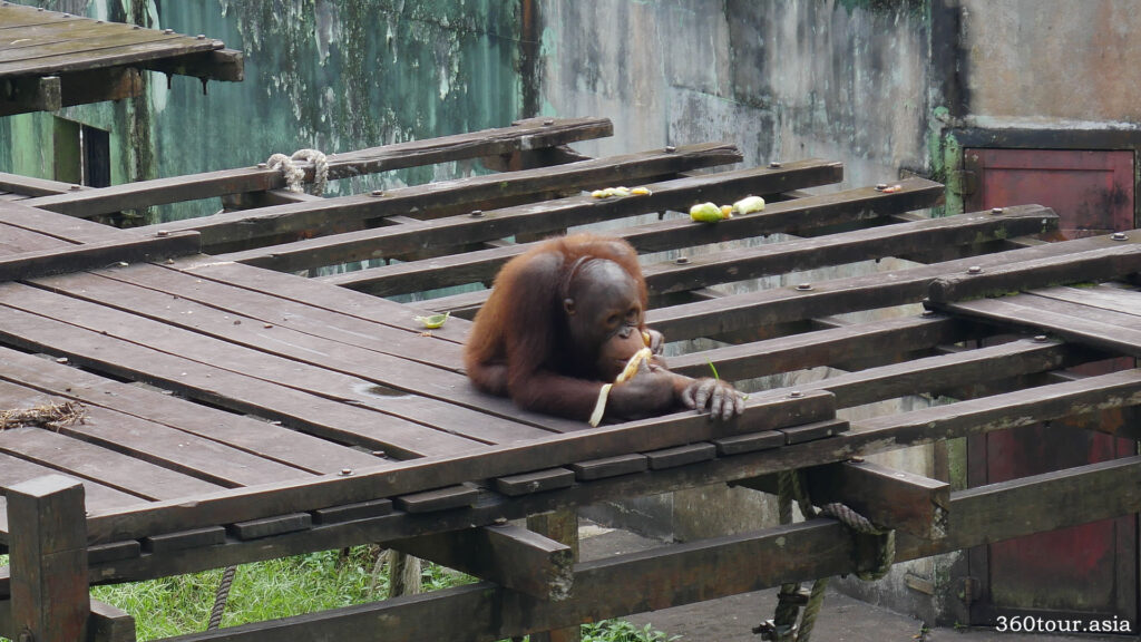 Young orangutan feeding