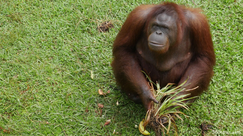 The adult orangutan looking at you