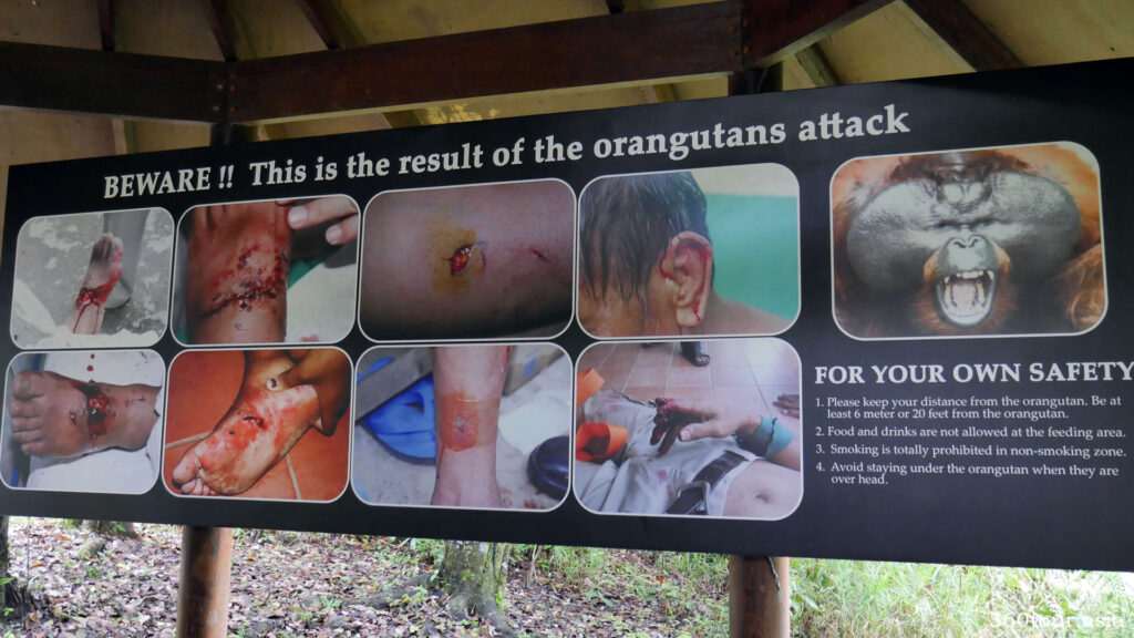 The warning on the result of the orangutan attack
