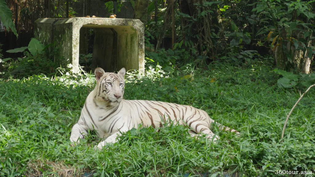 马来西亚国家动物园的白色孟加拉老虎