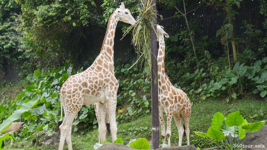 The giraffe in Zoo Negara Malaysia