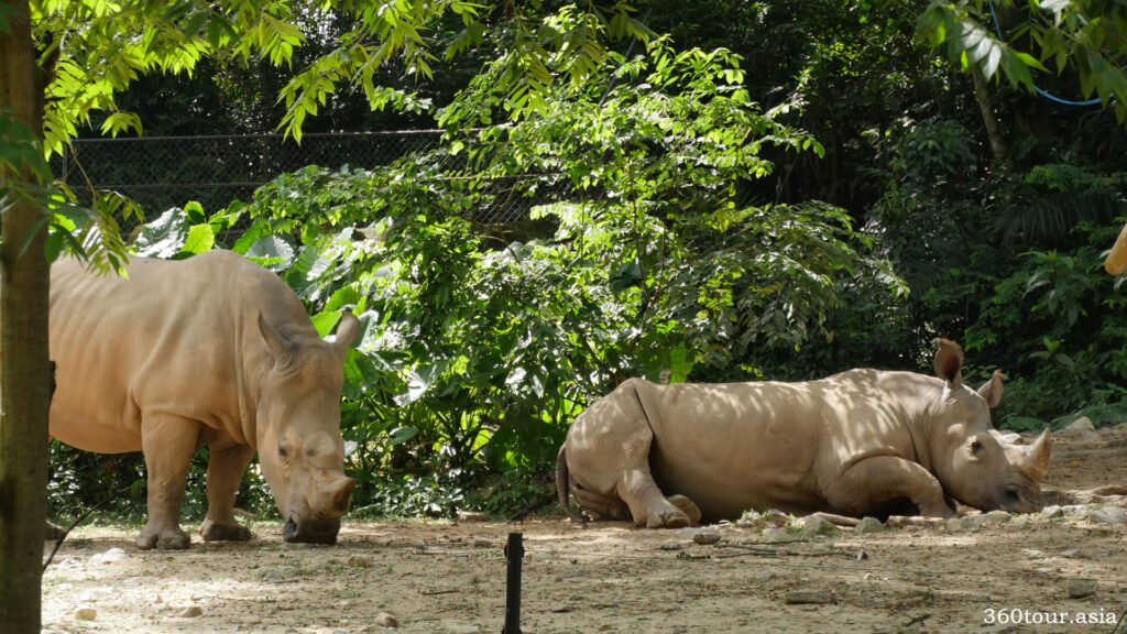 马来西亚国家动物园的白犀牛