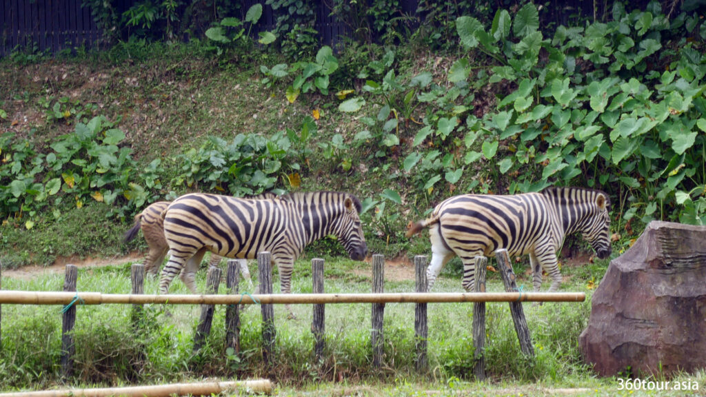 Zebra at Zoo Negara Malaysia