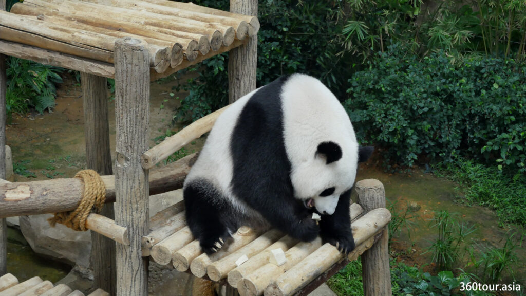 黑白大熊猫忙着吃