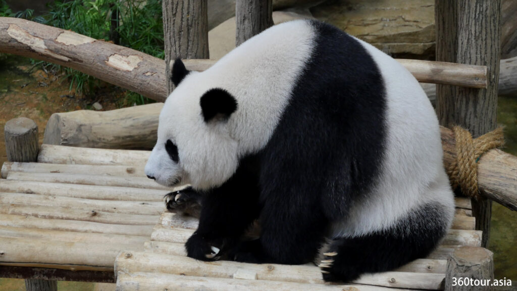 大熊猫大部分时间不是在睡，就是在吃
