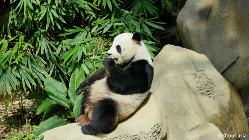大熊猫在人造瀑布旁边的一块岩石上休息