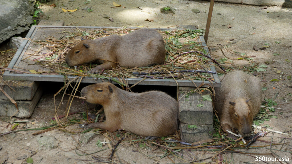 The Capybara of Zoo Negara Malaysia