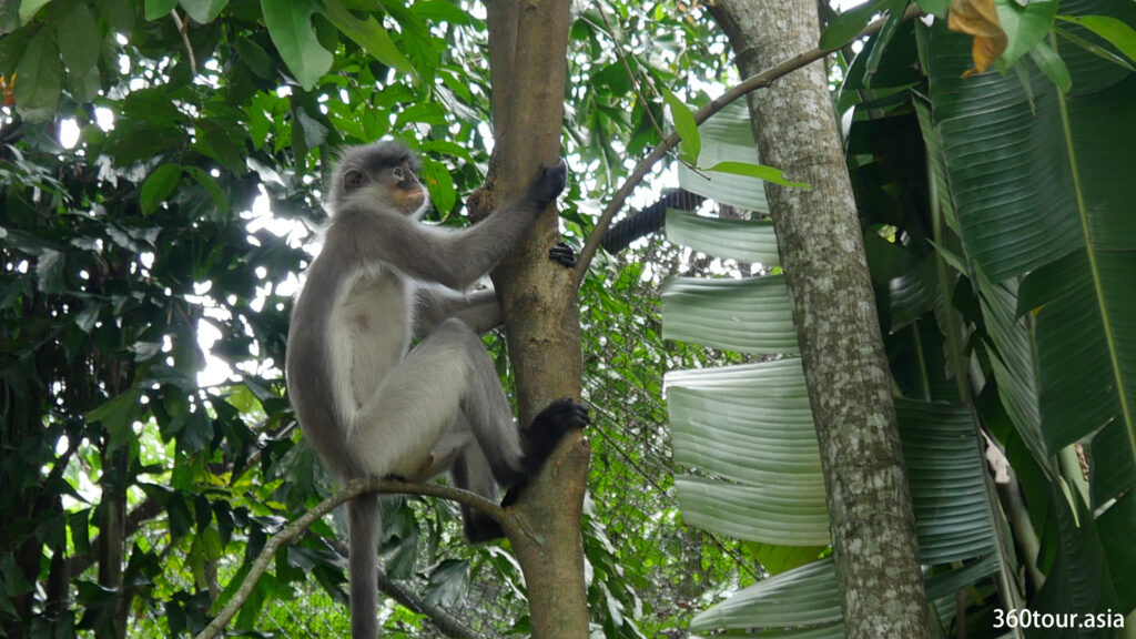 Free roaming monkeys in Zoo Negara