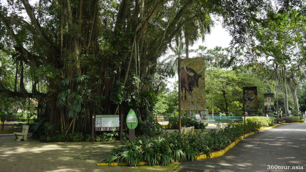 动物园里种满了树木和树叶，模仿动物栖息的自然栖息地