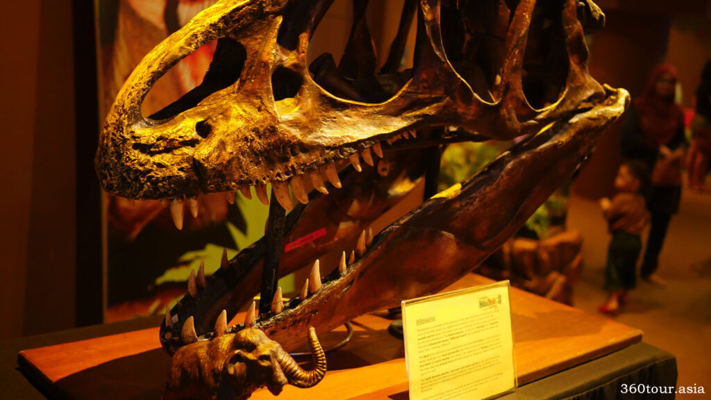 The skull bone of a T-Rex