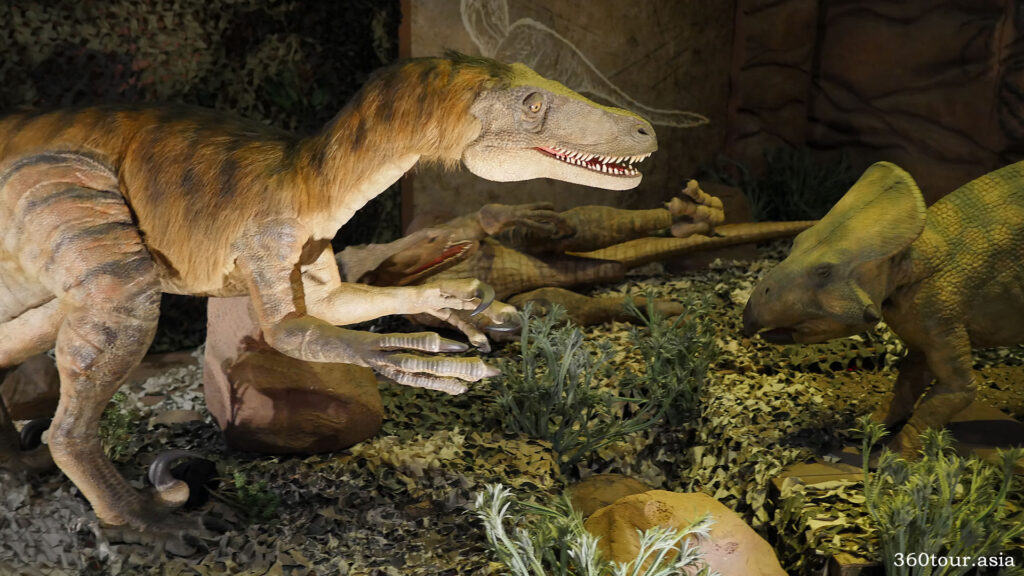 Velociraptor and Protoceratops fighting