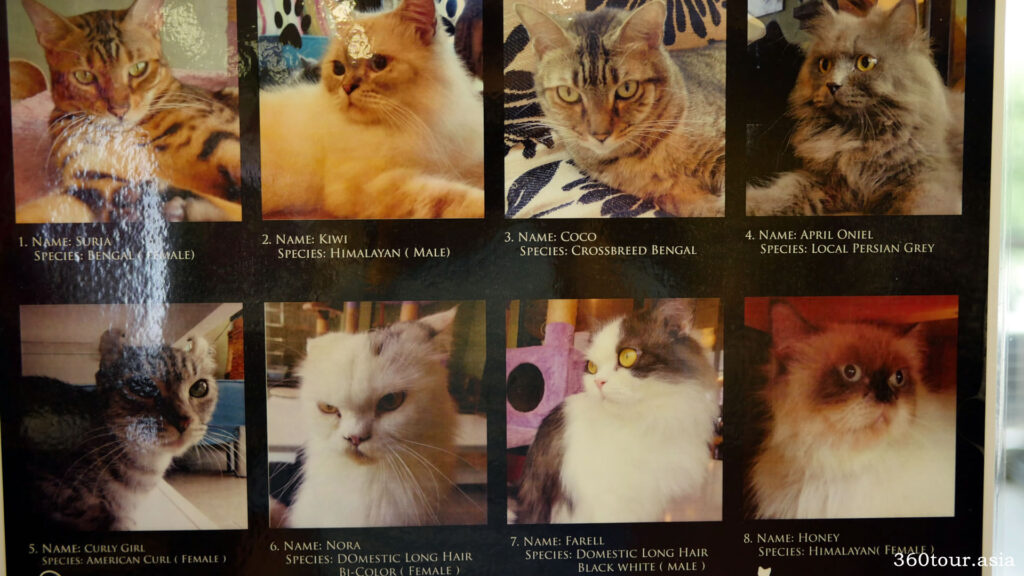 The feline stars of Meow Meow Cat Cafe