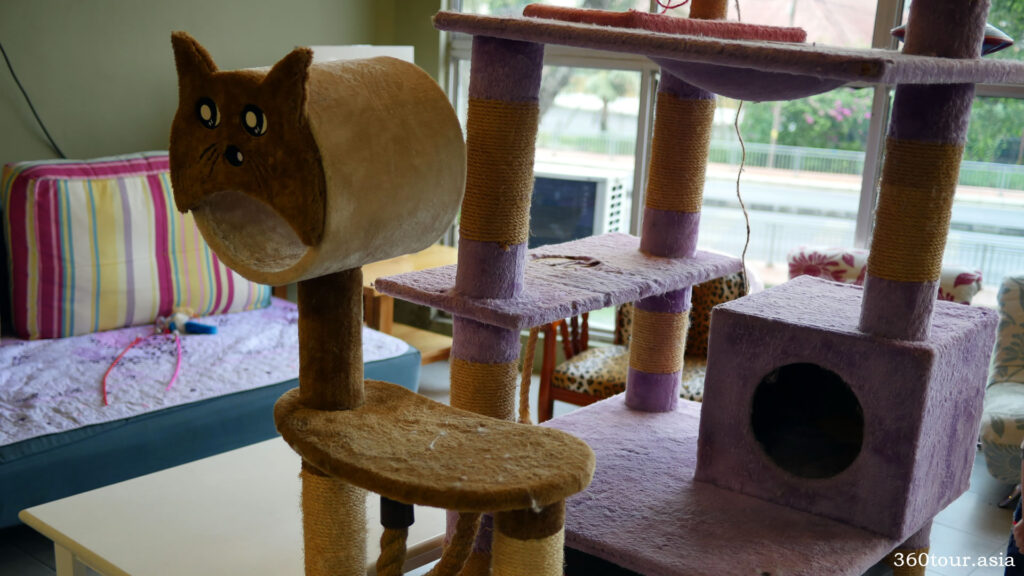 The play tower for cats