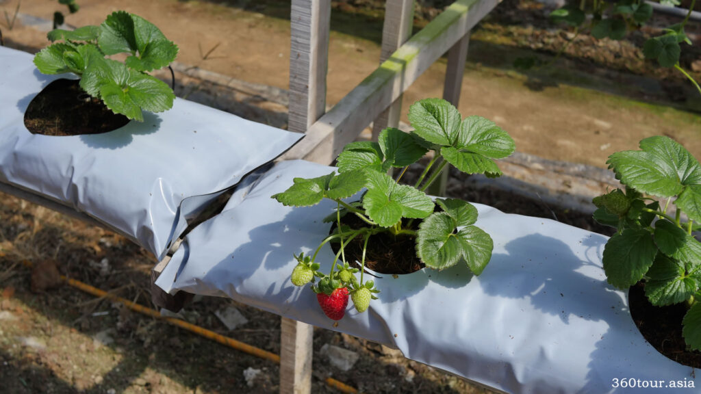 One of the plant with strawberry