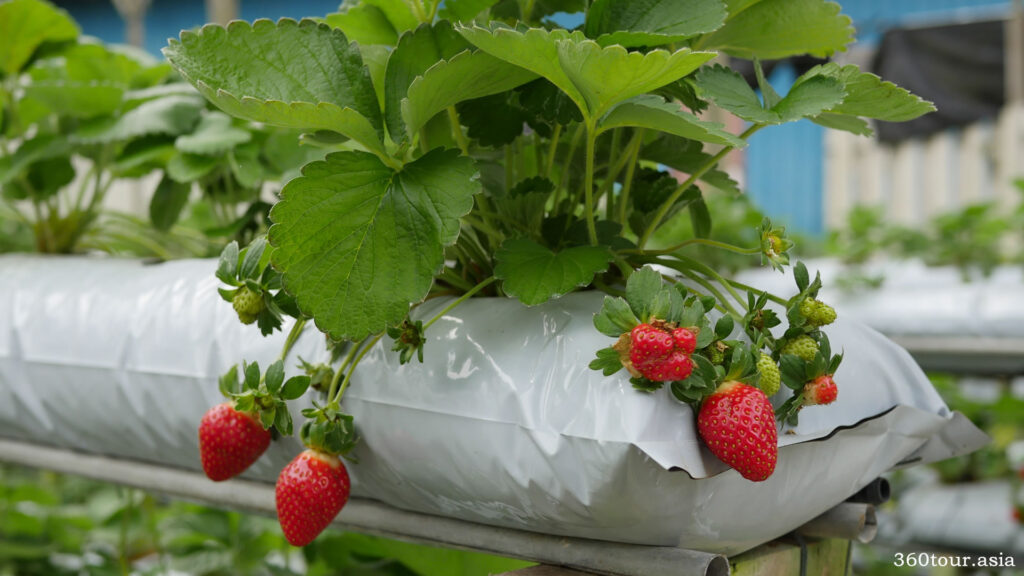 Strawberries on a Strawberry Plant