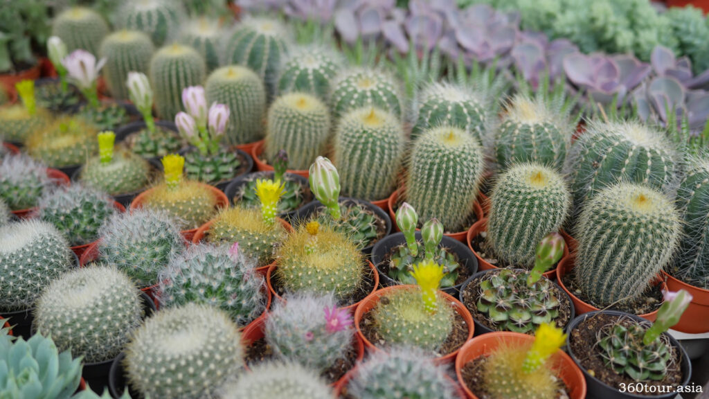 Cactus Plants for sale