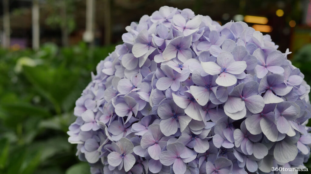 The beautiful purple flowers
