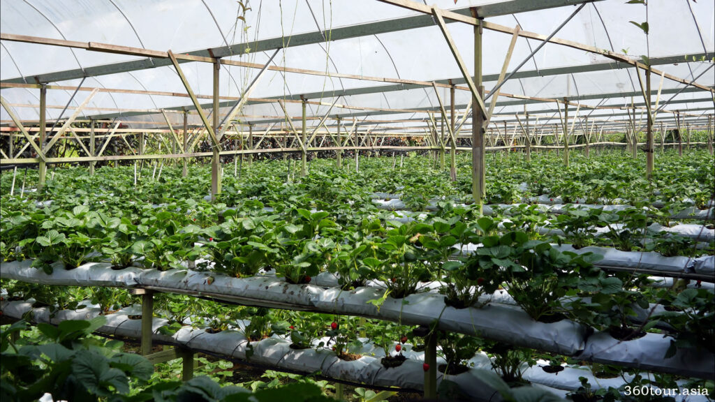 The Strawberry Farm is filled with many rows of Strawberry Plants
