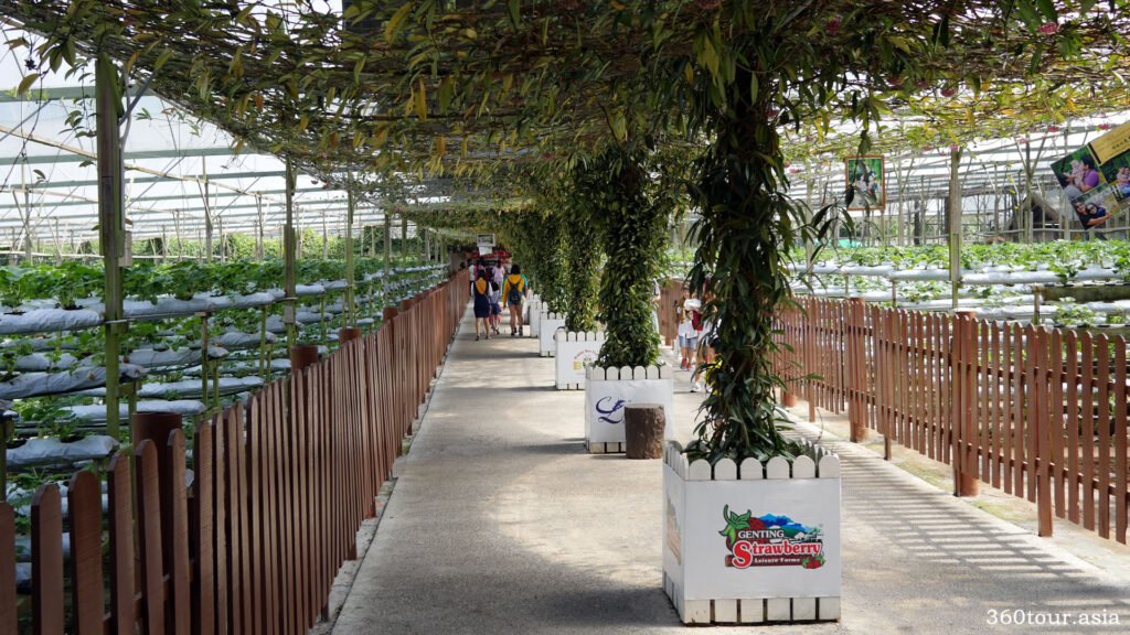 The shaded walkways for visitors into the strawberry farm
