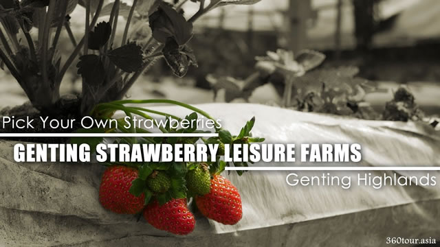 Genting Highlands Strawberry Leisure Farm at Genting Highlands