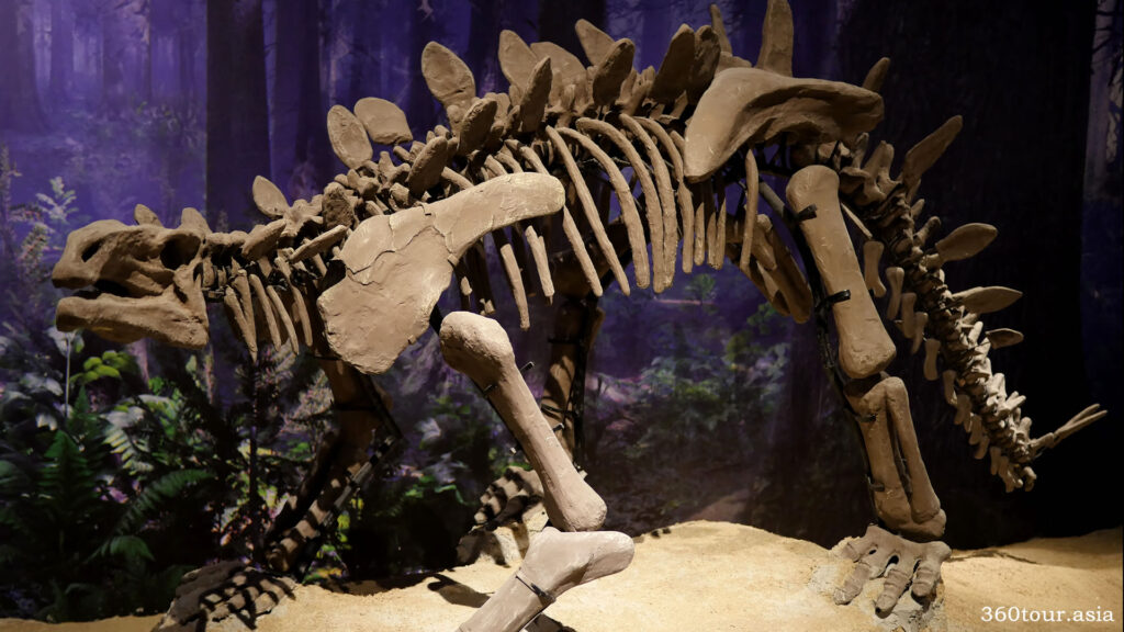 Huayangosaurus Fossil.