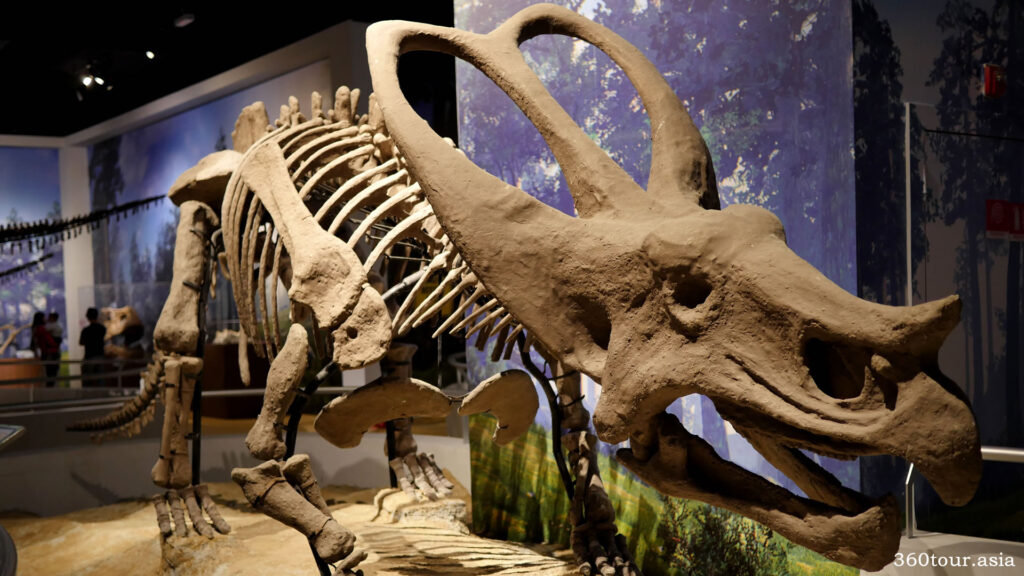 Styracosaurus Fossil