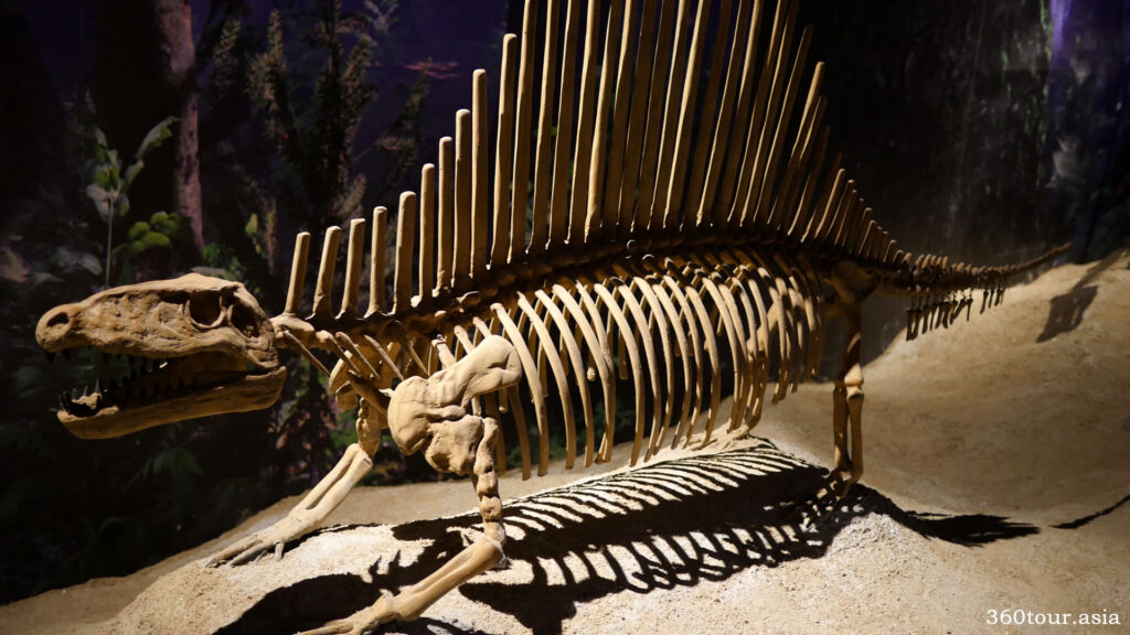 Dimetrodon Fossil