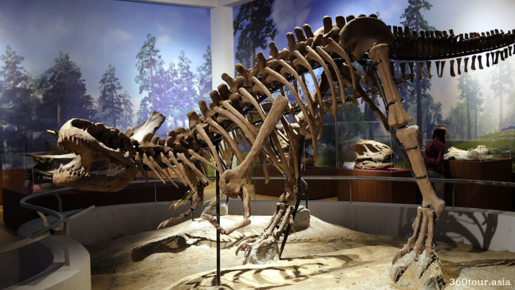 Gasosaurus Fossil
