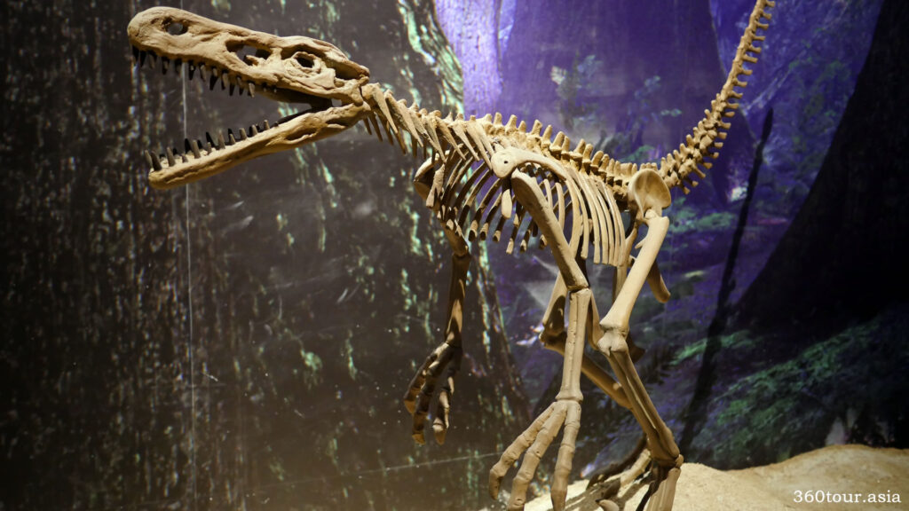 Velociraptor Fossil