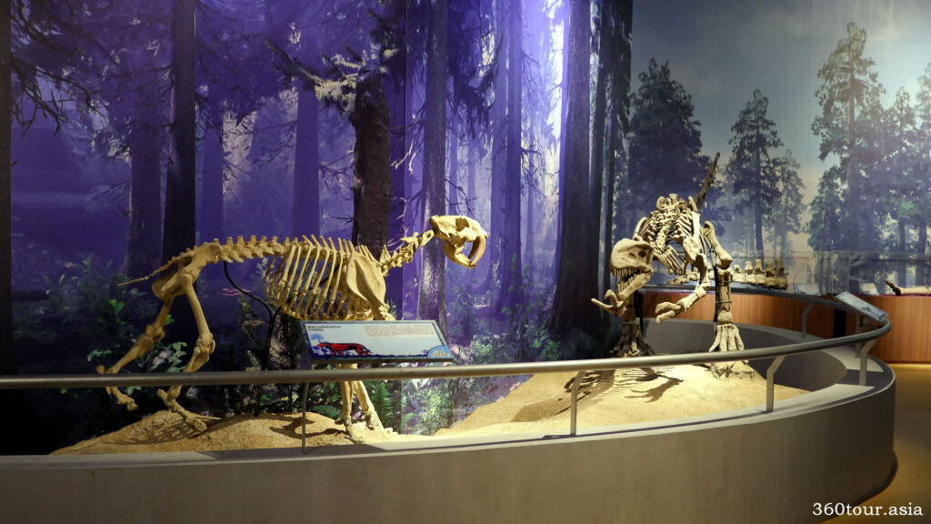 More dinosaur fossils exhibits