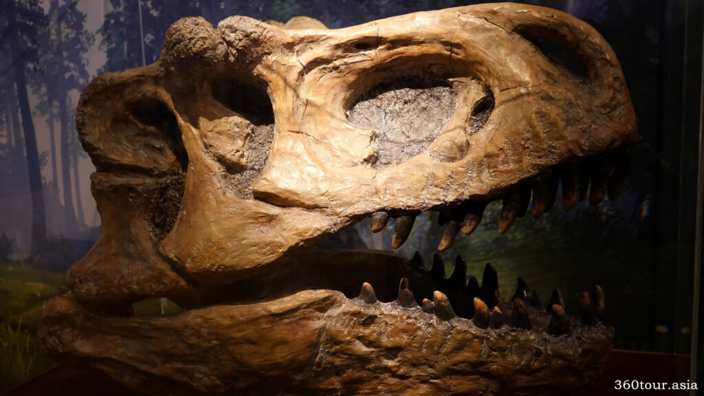 Tyrannosaurus Rex Skull Bone