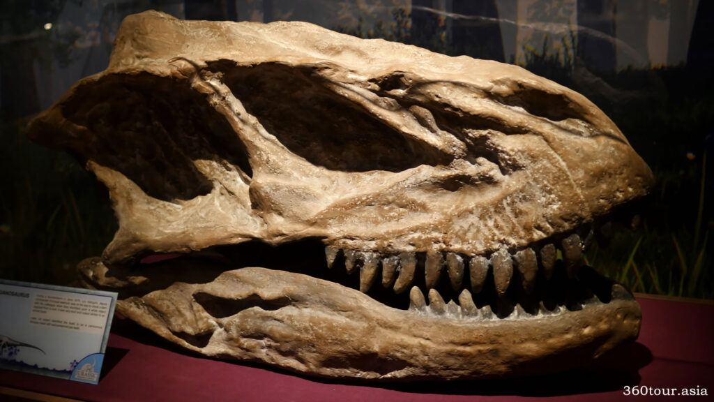 Yangchuanosaurus Skull Bone