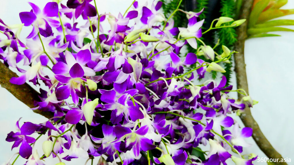Beautiful purple orchid. 