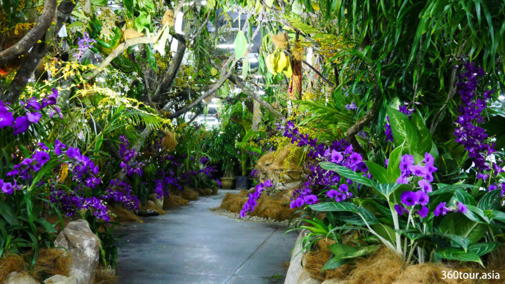 The Orchid Landscape by Dewan Pengurus Daerah Perhimpunan Anggrek Indonesia from Indonesia - Provensi Papua, featuring the path to tropical jungle of orchid. 
