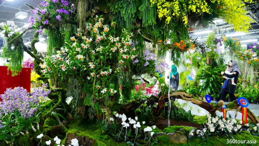 The Orchid Landscape by Damrong Orchids from Thailand, featuring the orchid tree.