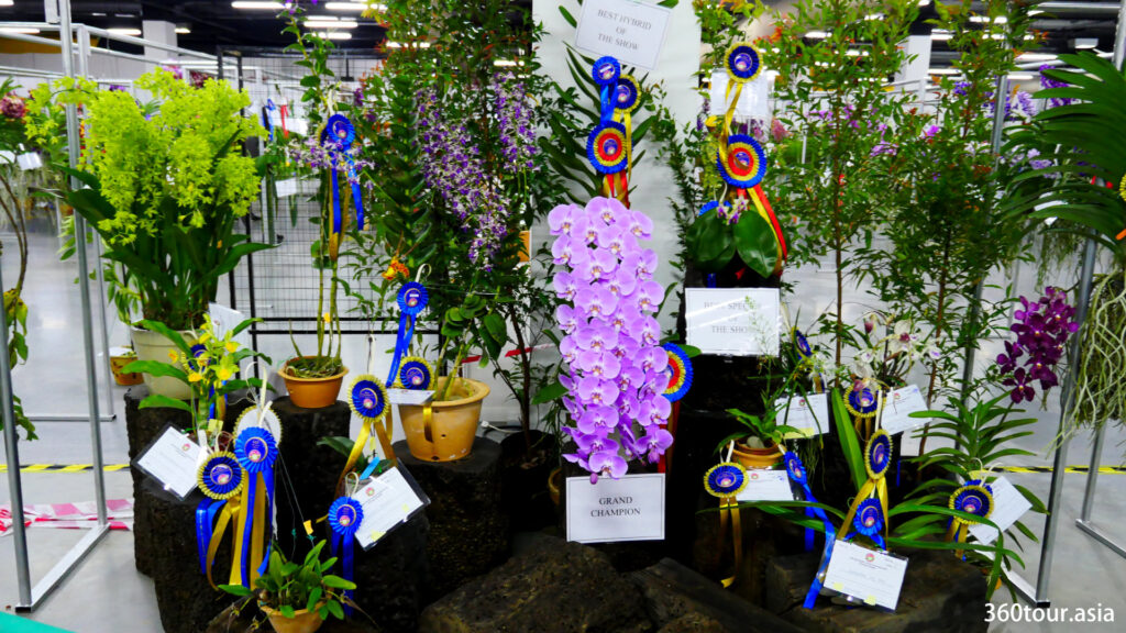 All the award winning orchids are placed at the front display, including the Grand Champion of the Individual Orchid Competition.