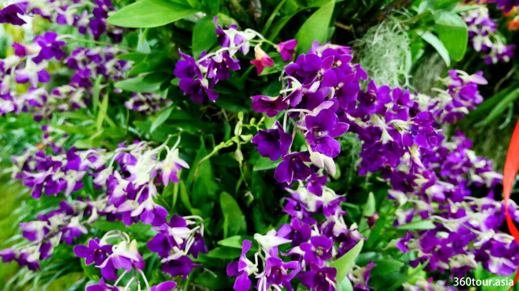 The purple orchids.