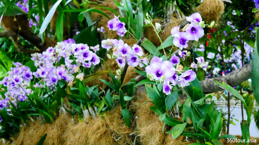 The orchid flower with coconut husk.