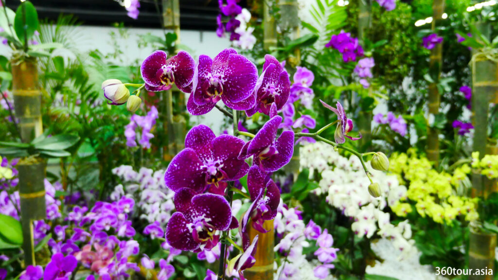 The orchids on bamboo.