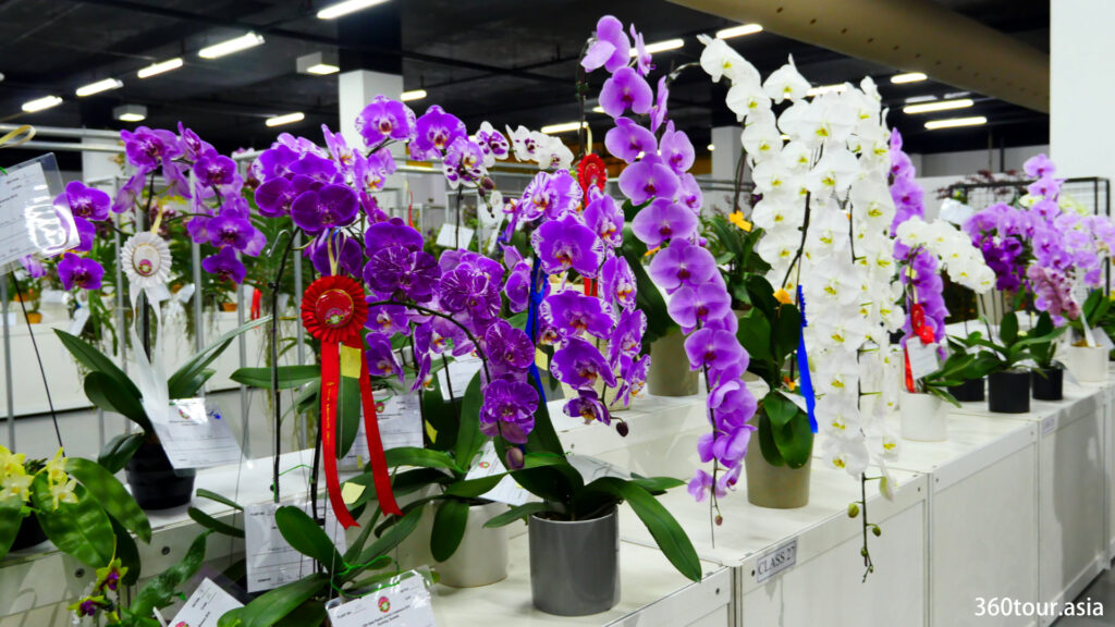 Some of the individual orchid with prize ribbons on it.