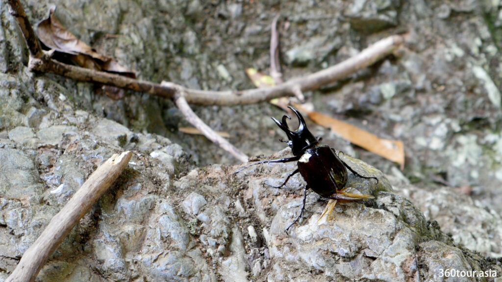 当我们拍摄视频时，一只甲虫刚落在石头上。