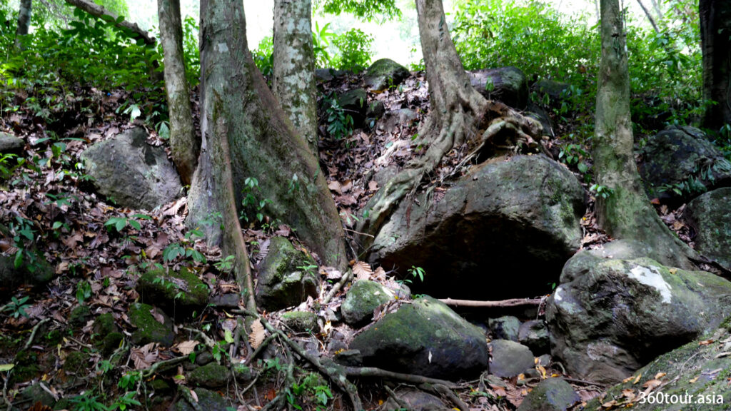 Trees that grew on rocks had amazing roots.
